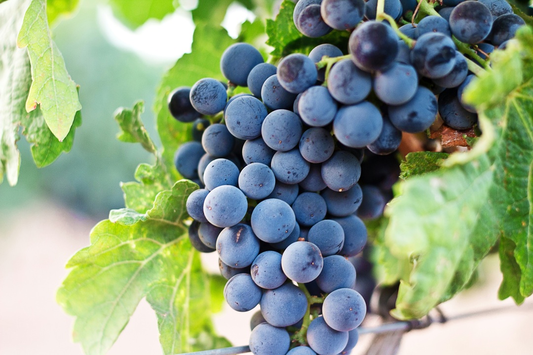 Vineyard tour